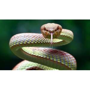 Kundalini activation and Chakra opening(Service)