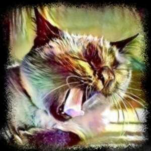 yawn Negentropic Full Body Yawning and Purring